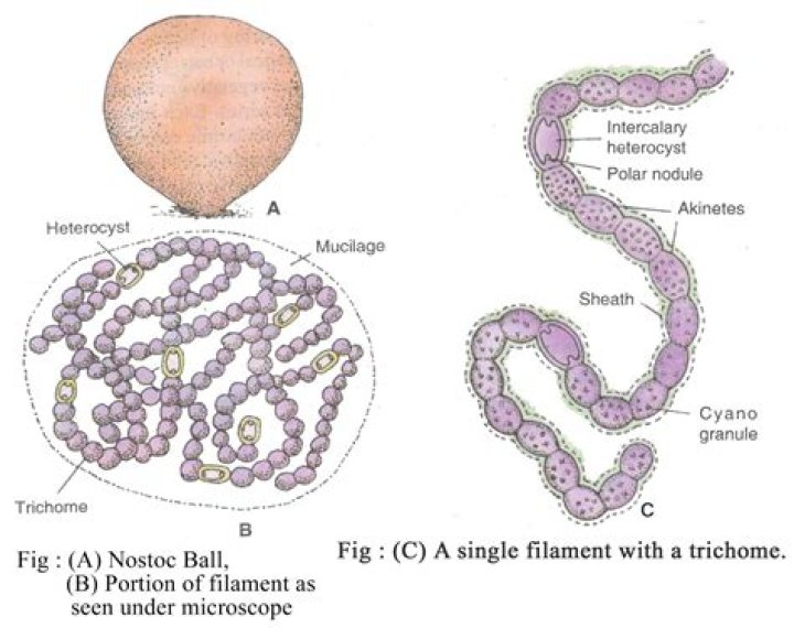 What is Nostoc filament?