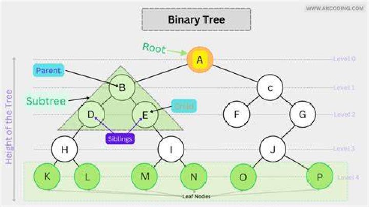 What is order and degree of B-tree?