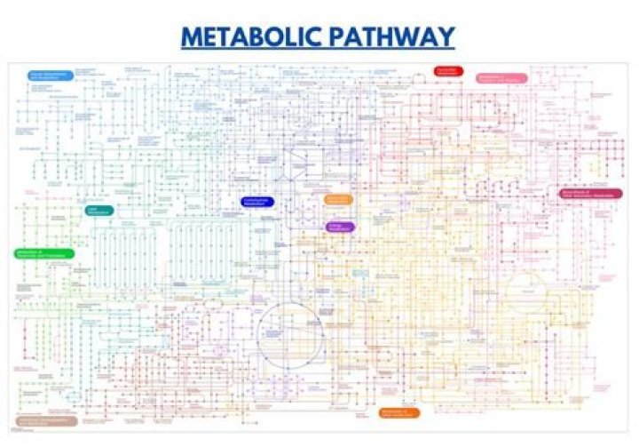 What is PDB metabolic type?