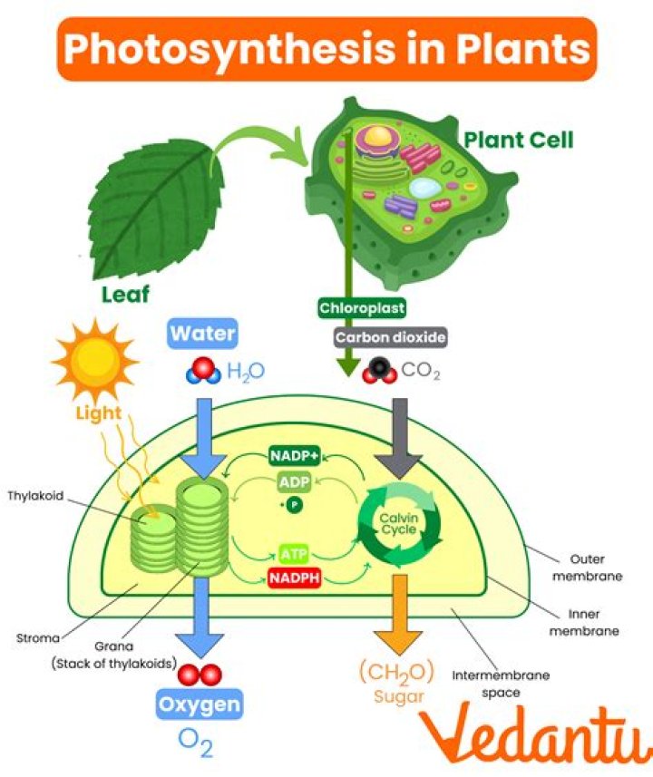 What is photosynthesis class 9th?