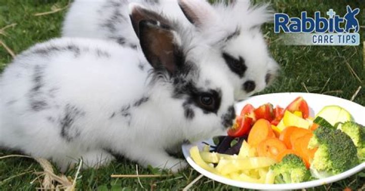 What is rabbit eating?