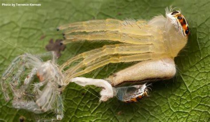 What is Spider molting?