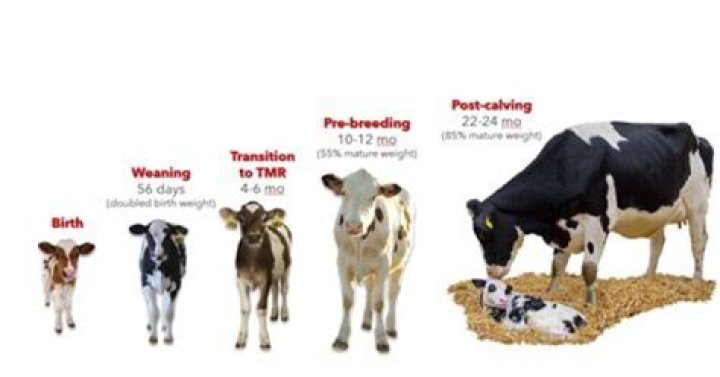 What is the average calf size for a man?