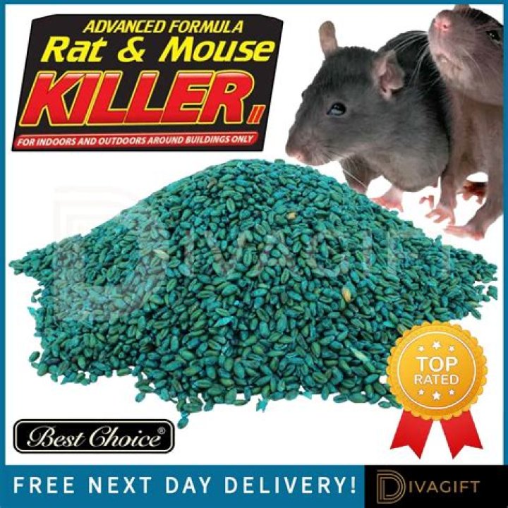 What is the best bait for big rats?