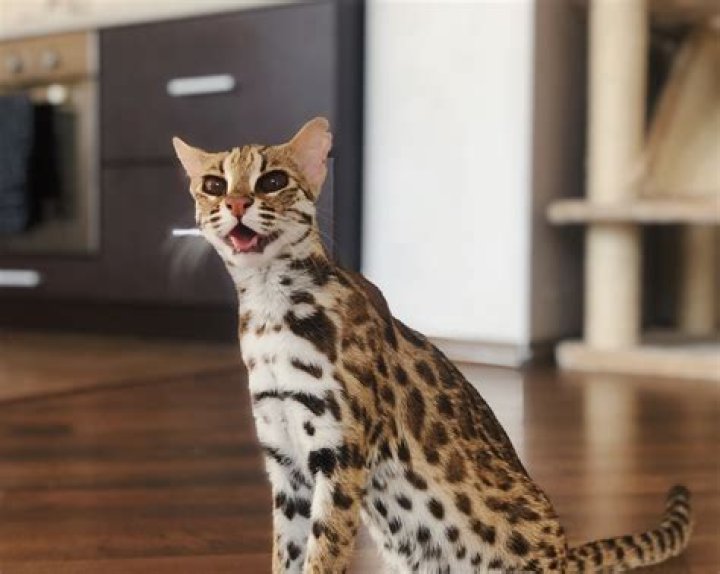 What is the best exotic cat to own?