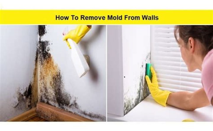 What is the best product to remove mold from drywall?