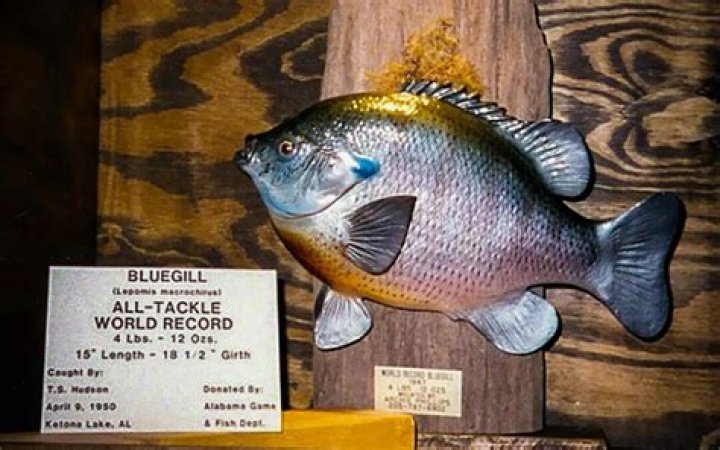 What is the biggest bluegill ever caught?