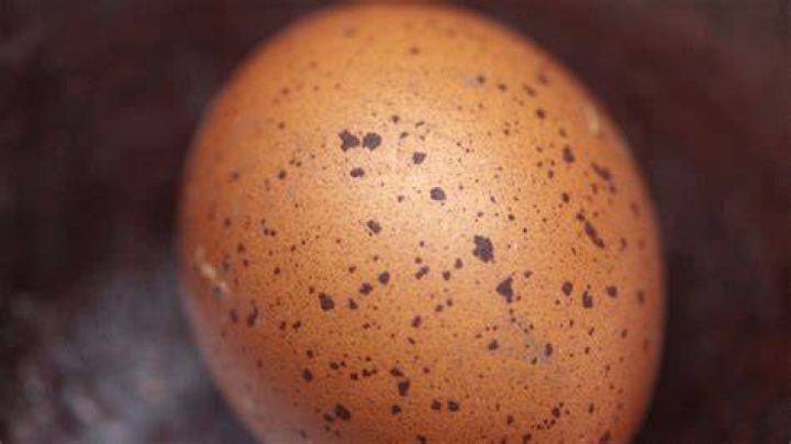 What is the brown specks in eggs?