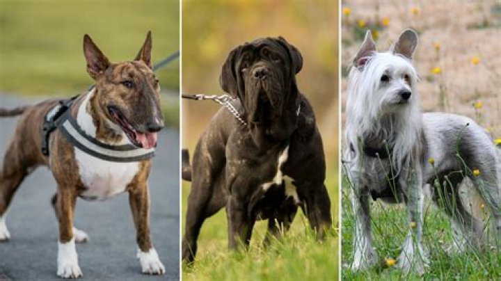 What is the craziest dog breed?