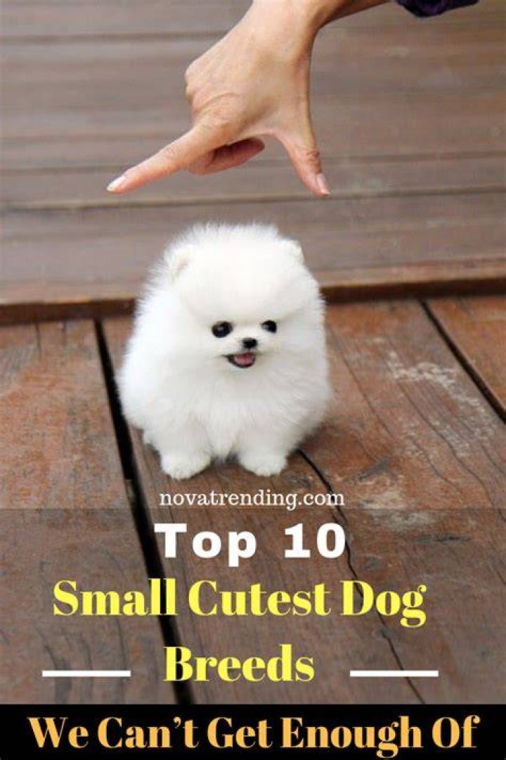 What is the cutest small dog?