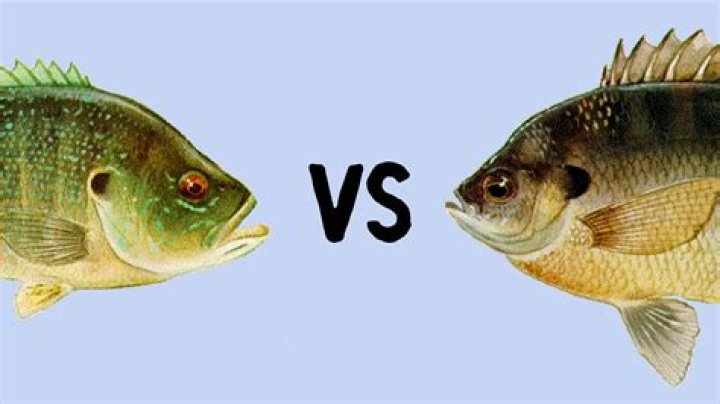 What is the difference between a bluegill and a green sunfish?
