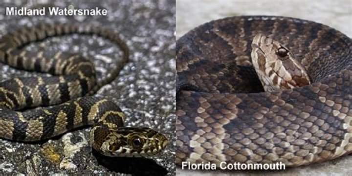 What is the difference between a water moccasin and a cottonmouth?