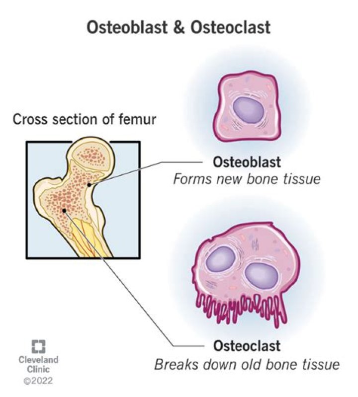 What is the difference between an osteoblast and an osteoclast?