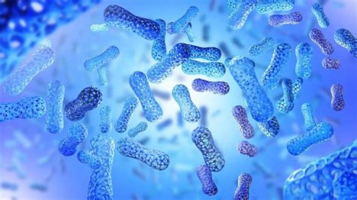 What is the difference between lactobacillus and acidophilus?