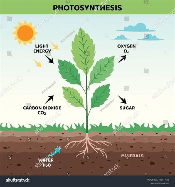 What is the first event in the process of photosynthesis?