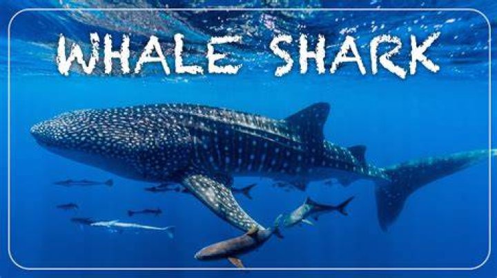 What is the friendliest shark in the world?