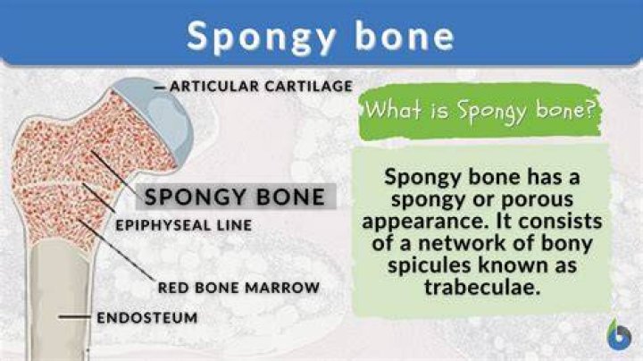 What is the function of compact and spongy bone?