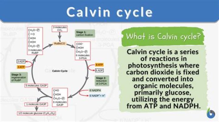 What is the function of the Calvin cycle quizlet?