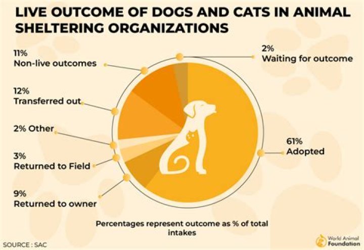 What is the most adopted dog?