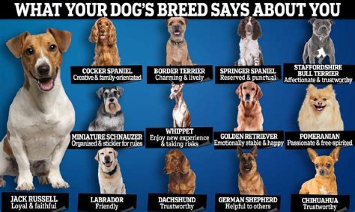 What is the most number of dogs that a team can run with?