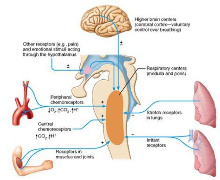 What is the most powerful respiratory stimulus?