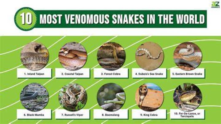 What is the most venomous snake in the world?