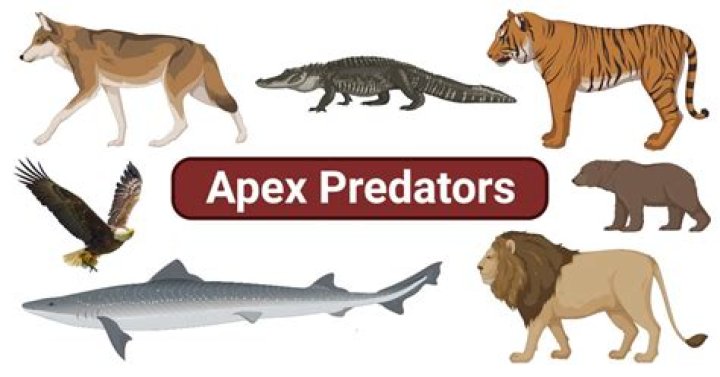 What is the number 1 predator in the world?