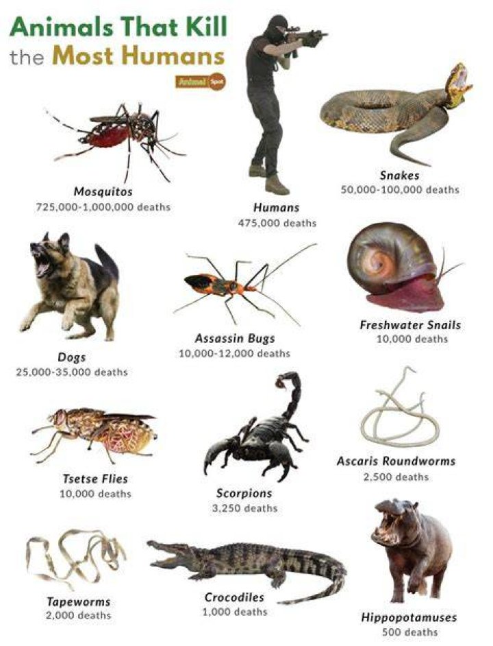What is the only animal that Cannot fart?