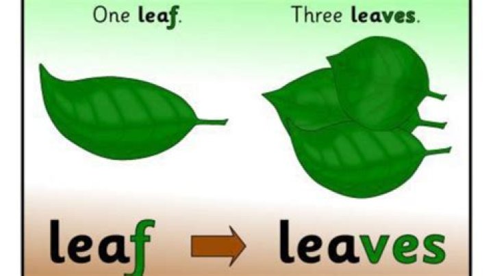 What is the plural form of leaf?