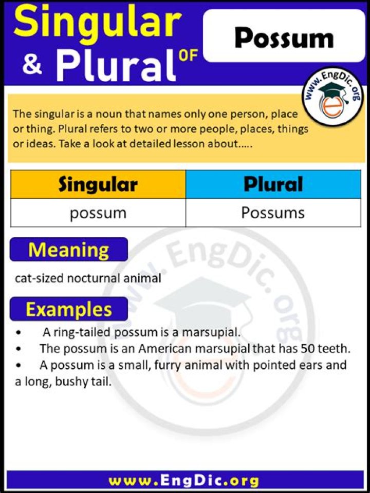 What is the plural of possum?