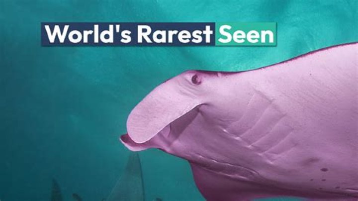What is the rarest job in the world?