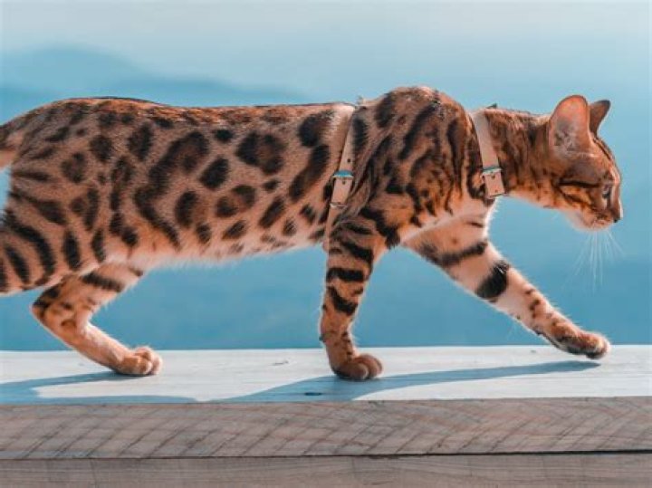 What is the rarest type of cat?