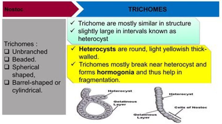 What is the role of heterocysts in Nostoc?