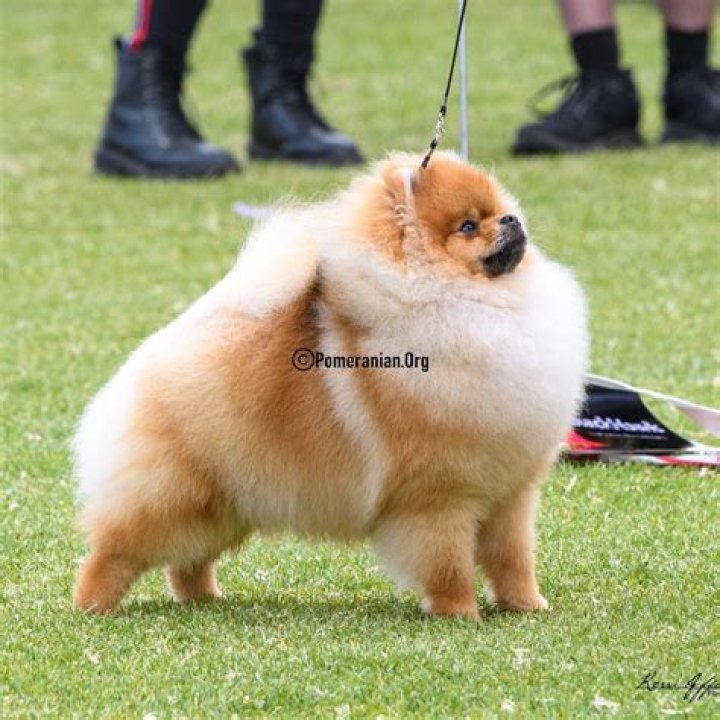 What is the size of Pomeranian dog?