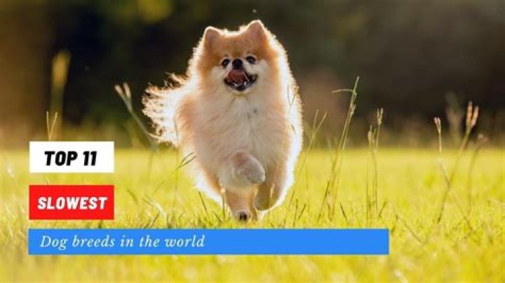 What is the slowest dog in the world?