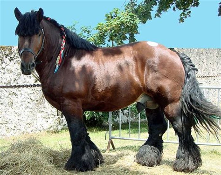 What is the strongest horse blanket?