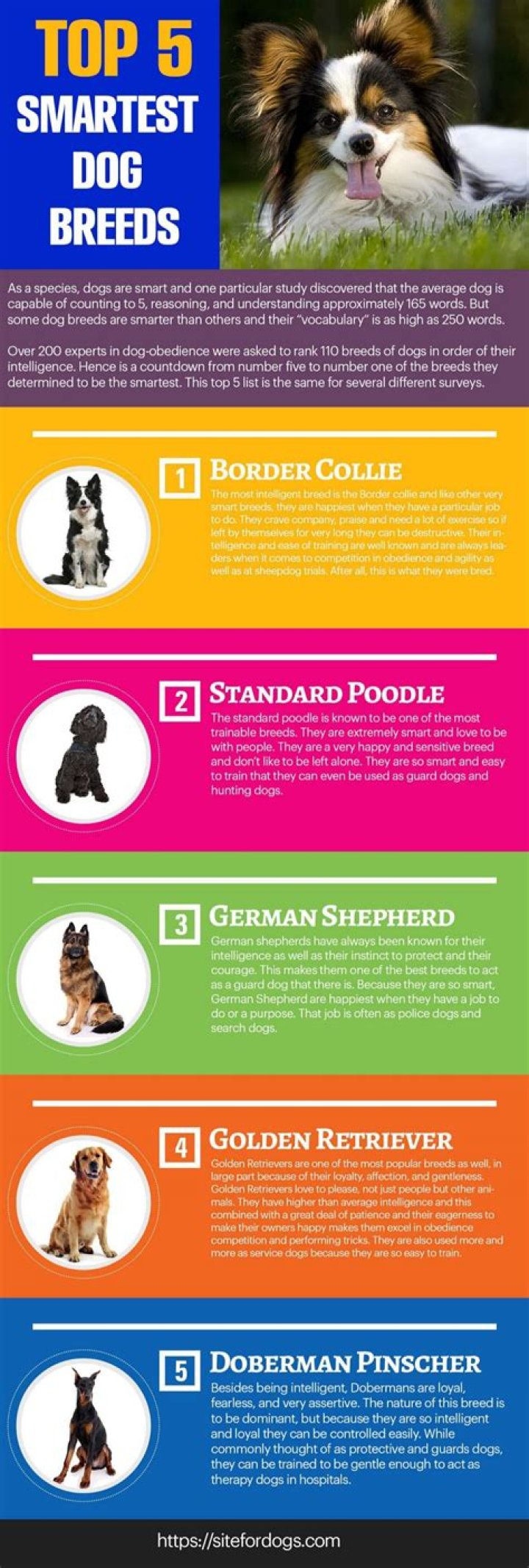 What is the top 5 smartest dog breed?