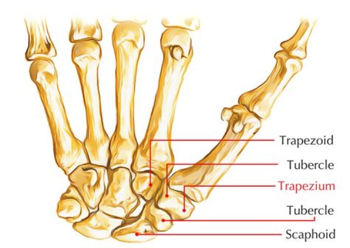 What is the trapezium scaphoid?