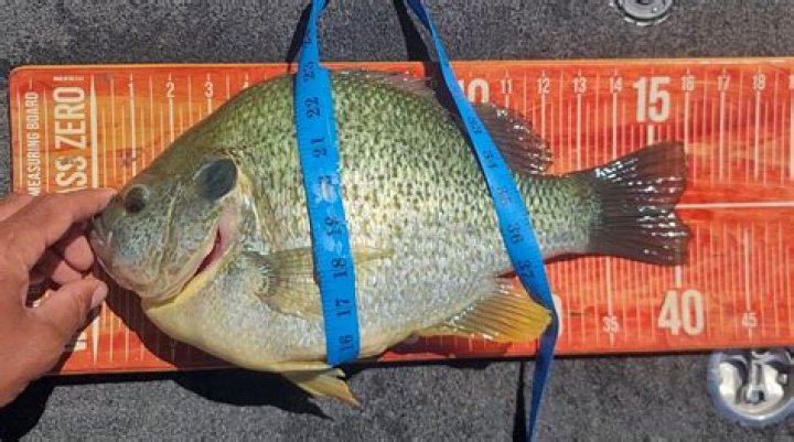 What is the world record redear sunfish?