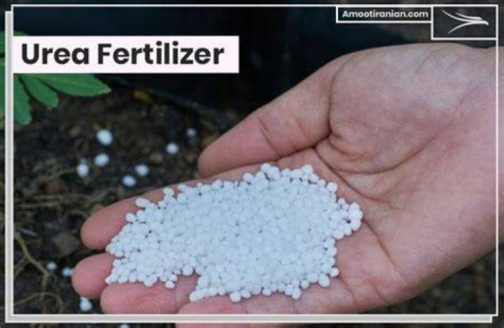 What is urea fertilizer?