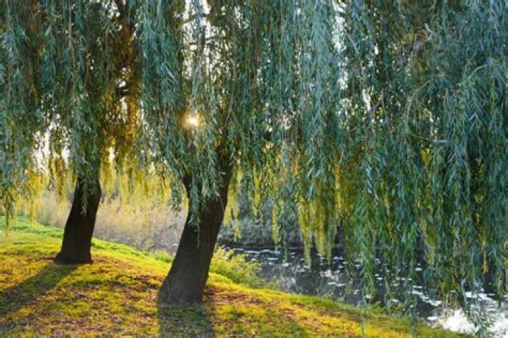 What is willow blight?