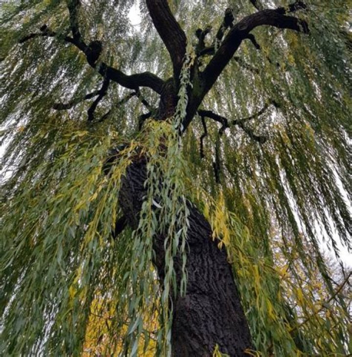 What is willow scab?