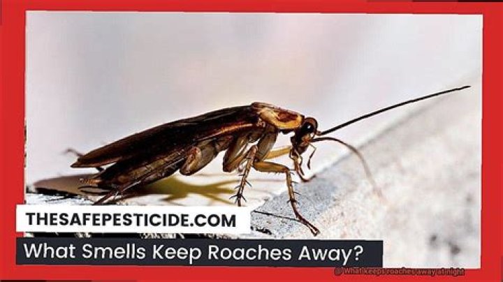 What keeps roaches away?