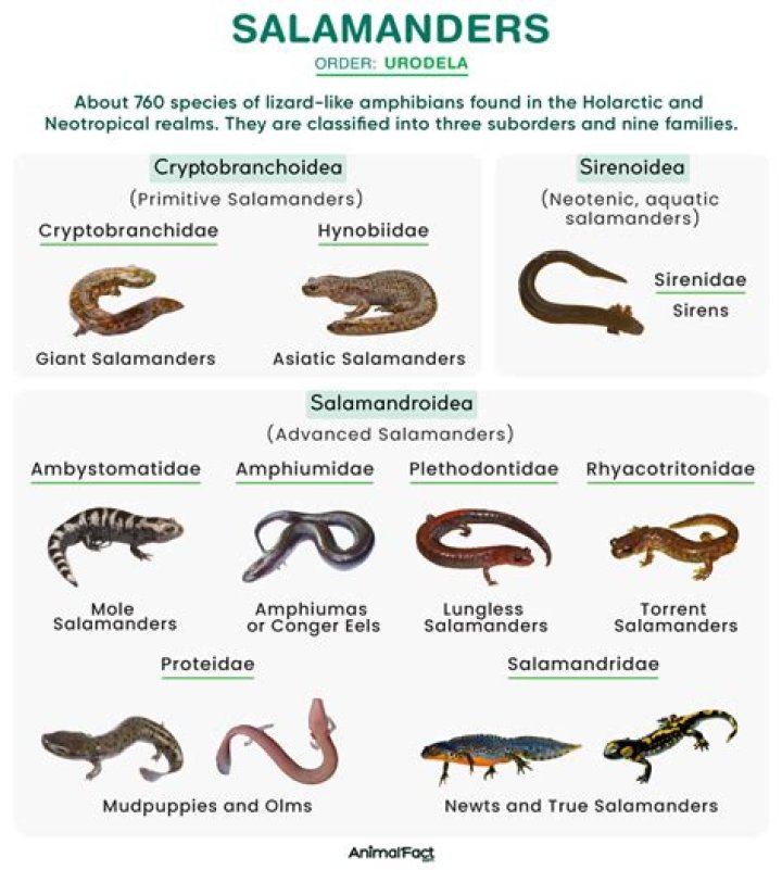 What kind of animal is a salamander?