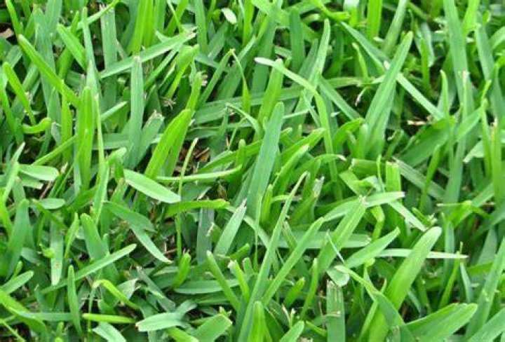 What kind of grass does Pinehurst have?