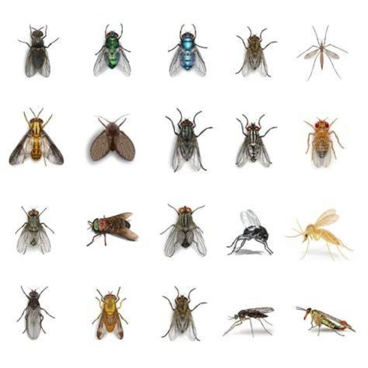 What kind of kite flies best?