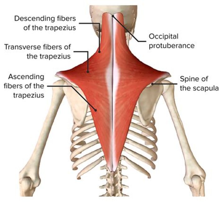 What muscles attach to the trapezium?