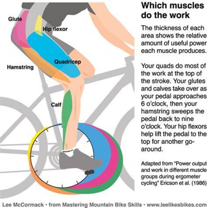 What muscles does bike riding use?