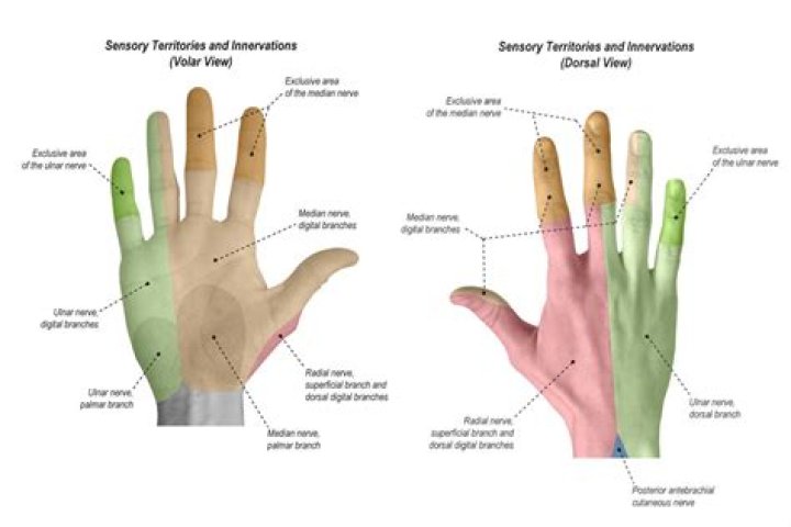 What nerve controls the thumb and index finger?