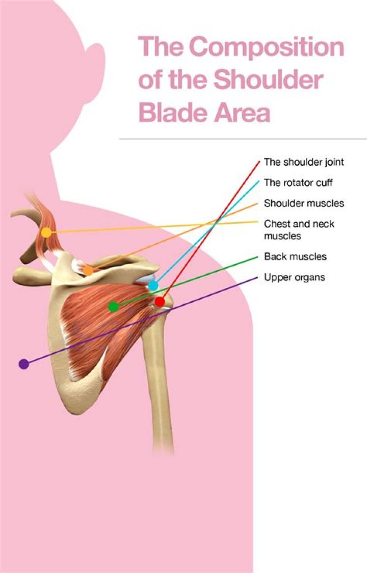 What organ is under your left shoulder blade?